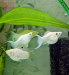 Adult White Moon Tail Balloon Molly Fish